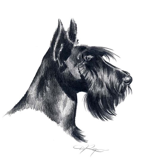 Scottish Terrier Dog Pencil Drawing Art Print By Artist Dj Etsy