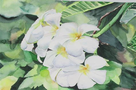 Plumeria Original Watercolor Painting White Plumerias Frangipani Art
