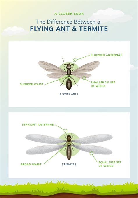 Infographic The Differences Between Flying Ants And Termites