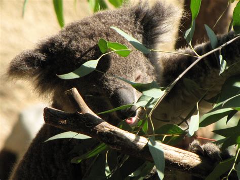 Koala Feeding Zoochat