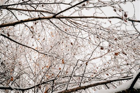 무료 이미지 나무 자연 분기 감기 검정색과 흰색 식물 목재 잎 서리 환경 얼음 봄 날씨 눈이 내리는