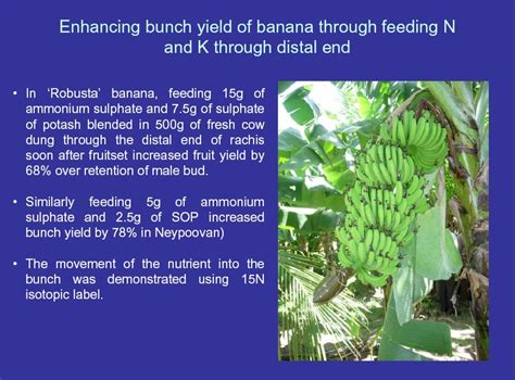 Enhancing Bunch Size Of Banana Through Feeding N And K Through Distal
