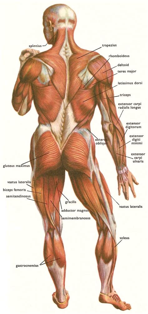 The muscles of the torso are interesting on many levels. Cefaloblog: Palindrome Reclined