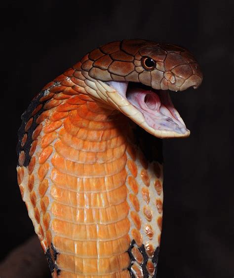 Pin By Strahil Hadzhiev On Lifeforms Snake King Cobra Beautiful Snakes