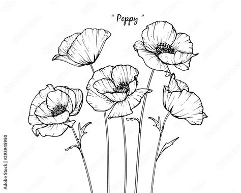 Sketch Floral Botany Collection Poppy Flower Drawings Black And White