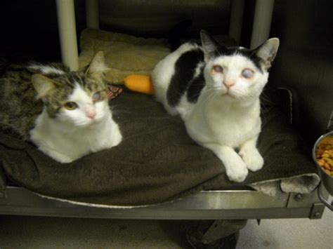 Bonded Blind Cats Rescued From Hoarding House Finally Adopted After