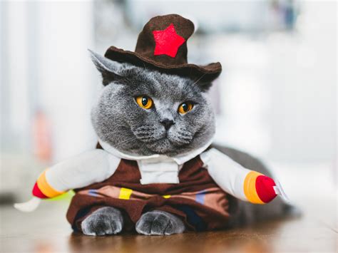 15 Purrfect Halloween Costumes For Your Cat