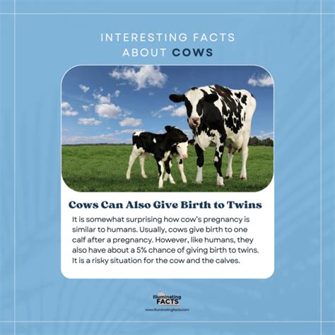 Interesting Facts About Cows Illuminating Facts