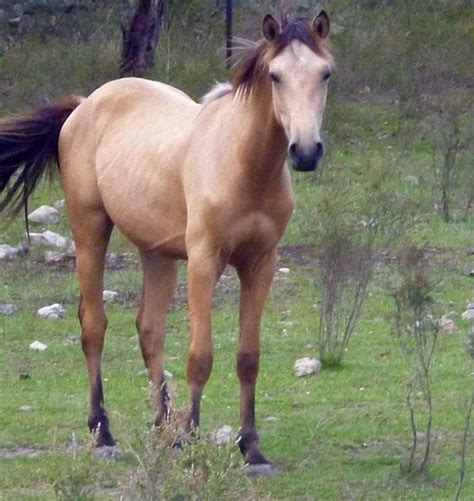 heritage australian brumby  adoption brumby horse horse  horse breeds