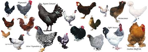 Tavuk Cinsleri ve Yumurta Verimleri Ömer Fatin Yerlikaya
