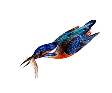 Bird Kingfisher Flying Free Image On Pixabay