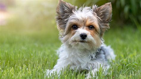 Meet The New Dog Breed Recognized By Akc In 2021 The Biewer Terrier