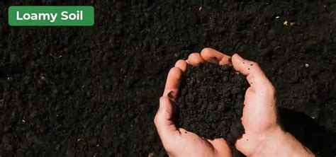 Types Of Soil Sandy Soil Clay Soil Slit Soil And Loamy Soil