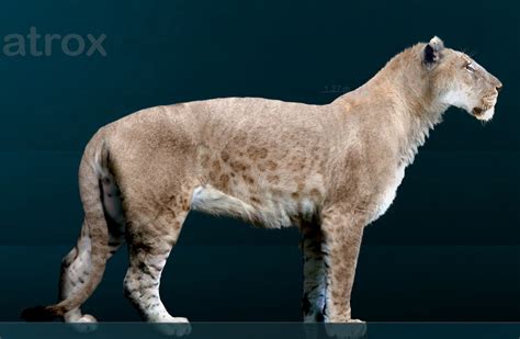 Scientists Trying To Clone Extinct Ice Age Cave Lions Using Dna From