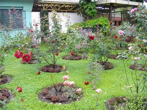 Las Rosas Para Nuestro Jardín Noticias De Cali Jardines Ideas De