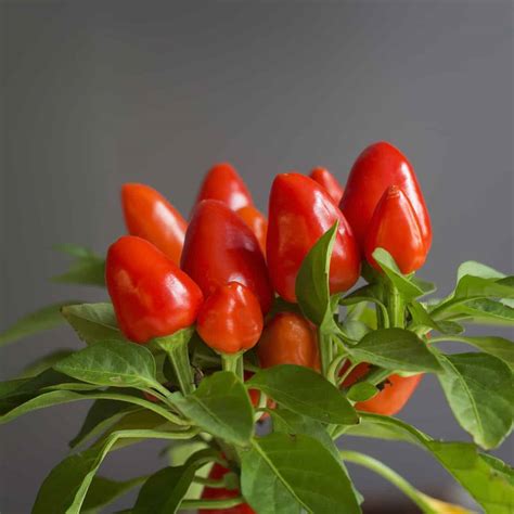 Growing Hot Peppers Indoors The Basics Pepperscale