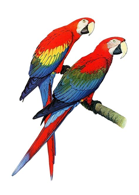 Parrot Clip Art Clipart Best