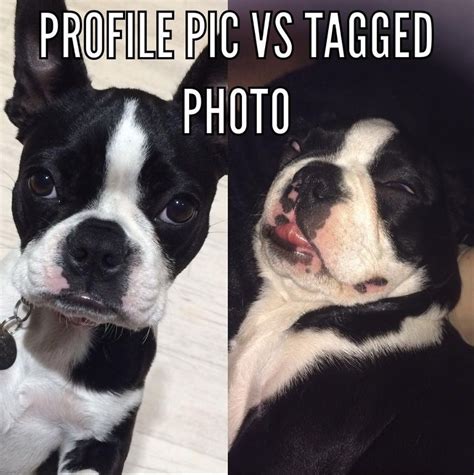 22 Of The Best Boston Terrier Dog Memes That Will Make You Smile