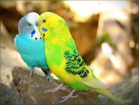 Photos Of Kissing Birds