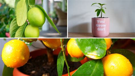 6 Exotic Fruits Easy To Grow Indoors Gardening Sun
