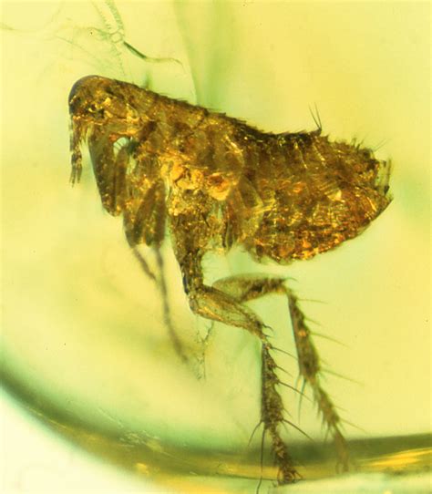 Electron microscope image of yersinia pestis bacteria (bubonic plague) colonizing a flea's digestive. Bacteria in ancient flea may be ancestor of the Black Death