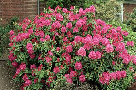 Rhododendron Cynthia Flowers Photograph By Jim D Saul Science Photo