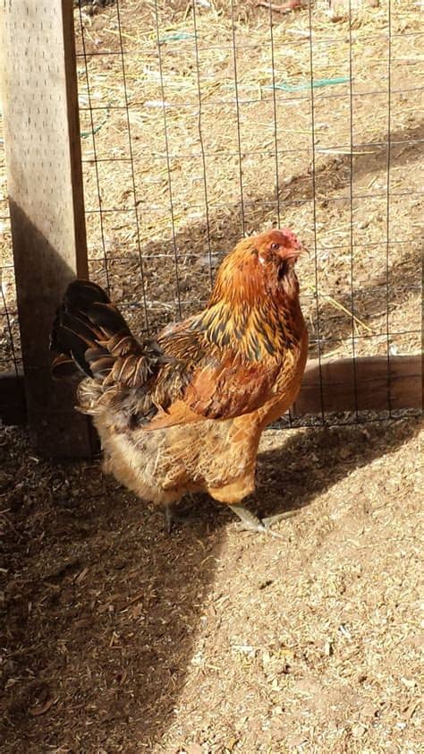 Welsummer AND Easter Egger hatching eggs | BackYard ...