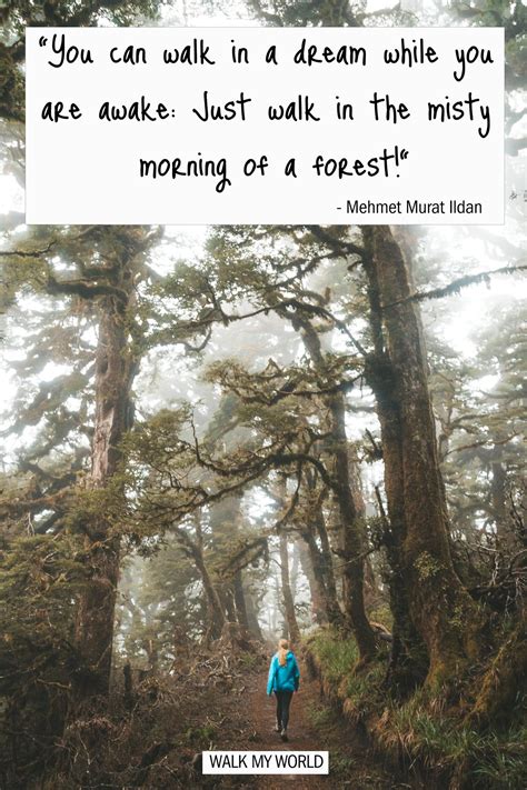 100 Forest Quotes That Encapsulate The Beauty Of The Woods — Walk My World