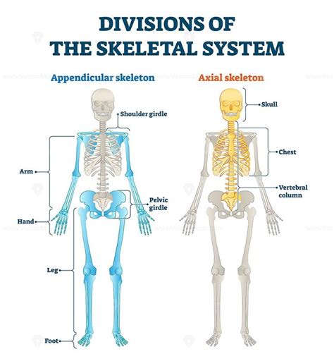 Divisions Of Appendicular And Axial Skeletal System Labeled Explanation