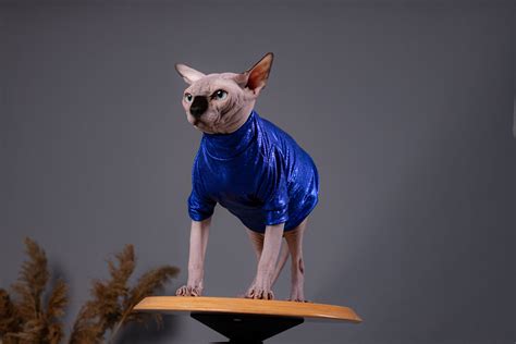 Sphynx Cat Clothes Cat Sweater Sweater For Cat Cat Wear Etsy