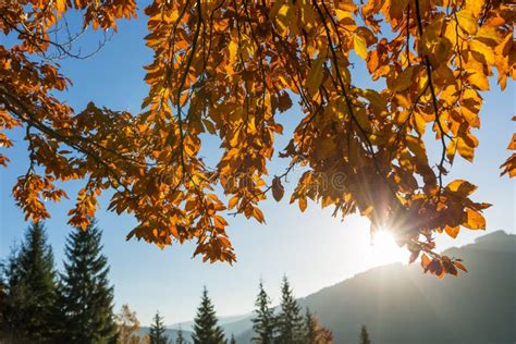 Beautiful Colorful Morning Scene With Autumn Trees In Carpathian