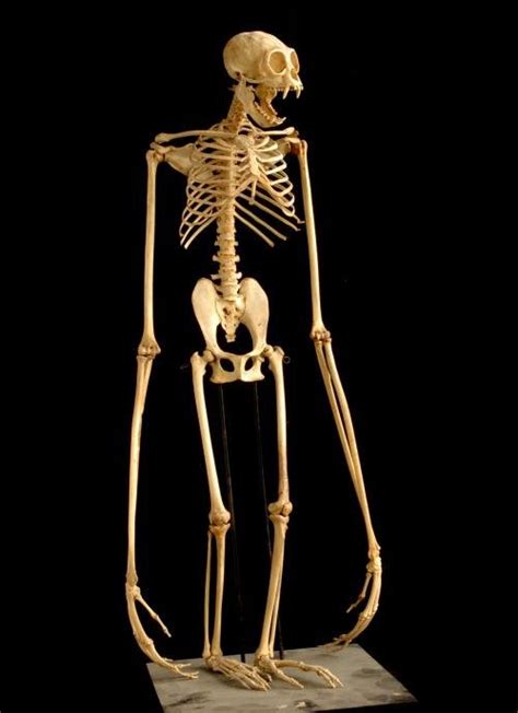 Gibbon Skeleton
