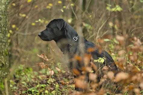 Black Romanian Raven Shepherd Dog On A Field At The Edge Of The Forest