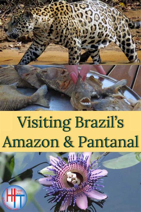 Visiting Brazil Amazon Hi Travel Tales