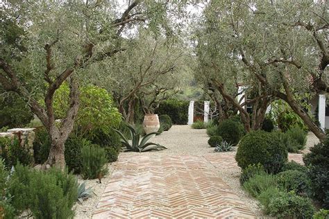 Our Specimen Olive Trees Mediterranean Garden Design Mediterranean