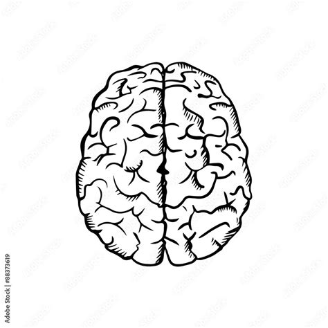 Human Brain Sketch In Ouline Style Stock Vector Adobe Stock