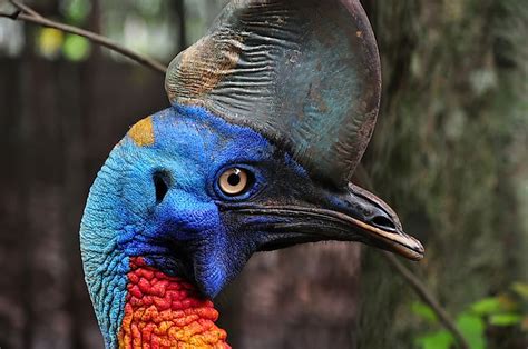 The Worlds Most Dangerous Bird The Cassowary Worldatlas