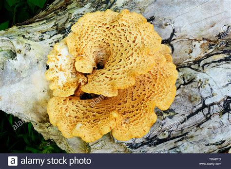 Dryads Saddle A Common Bracket Fungus Growing On A Dead Tree Trunk