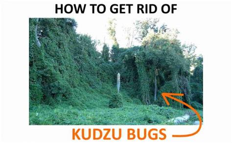 How To Get Rid Of Kudzu Bugs Naturally Complete Guide Bugwiz