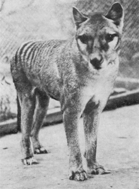 De wikipedia, la enciclopedia libre. cute thylacine