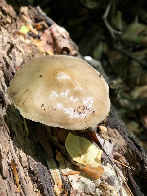Maryland Biodiversity Project Fawn Mushroom Pluteus Cervinus