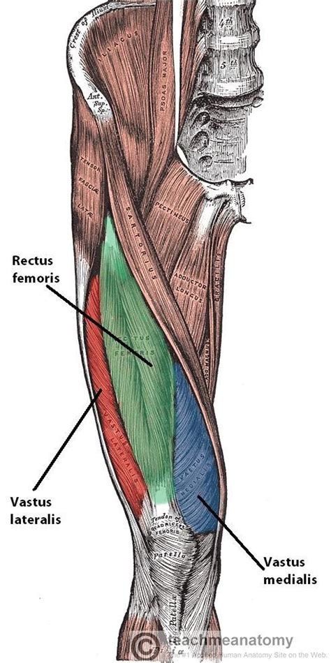 Muscles Of The Anterior Thigh Quadriceps Teachmeanatomy The Best Porn Website