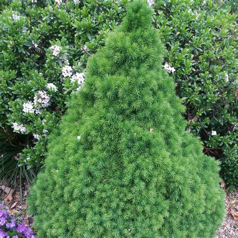 6 Picea glauca var.albertiana Conica Dwarf Conifer - Meredith Nurseries