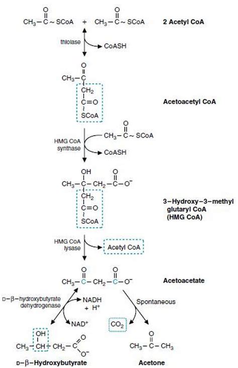 You'll love this handy food guide that won't leave you feeling deprived. Ketogenesis - Definition, Pathway, Diet, Synthesis (Ketone