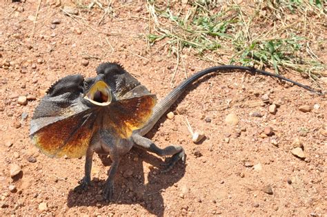 Frilled Neck Lizards Home