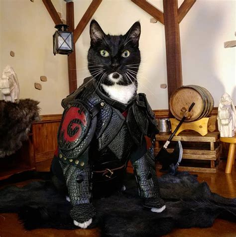 No Cat Is Complete Without A Set Of Battle Armor Bored Stupid