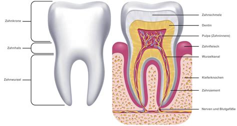 Zahnerhaltung Endodontie Zahnarztpraxis Dr Köhler In Albstadt