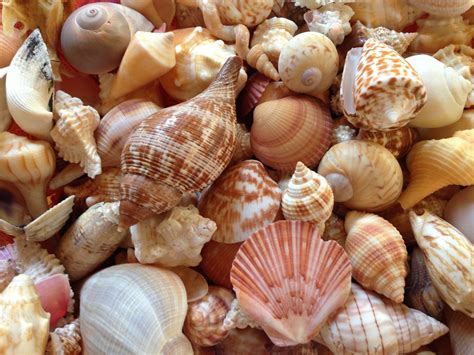 Different Types Of Seashells To Know About