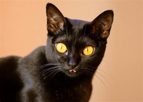 Bombay Cat Breed Information And Personality Pawesome Cats
