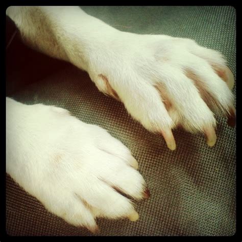 Cutest Paws A Dog Could Ask For Paw Cute Dogs